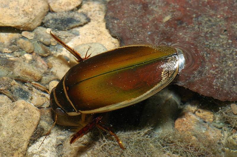 Dytiscus circumflexus